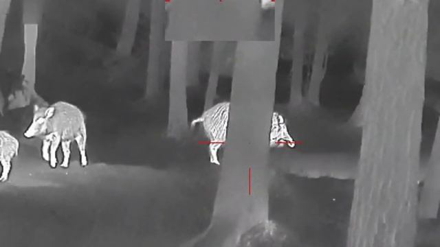 ??Охота с #тепловизионным прицелом #GuideTR430?