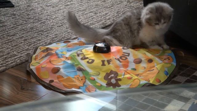 A fluffy munchkin kitten tried a toy. #05 смотреть онлайн