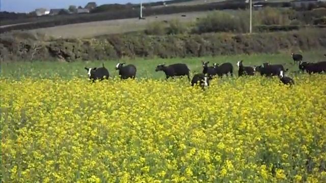 Dizzard Flock of Zwartbles Sheep смотреть онлайн