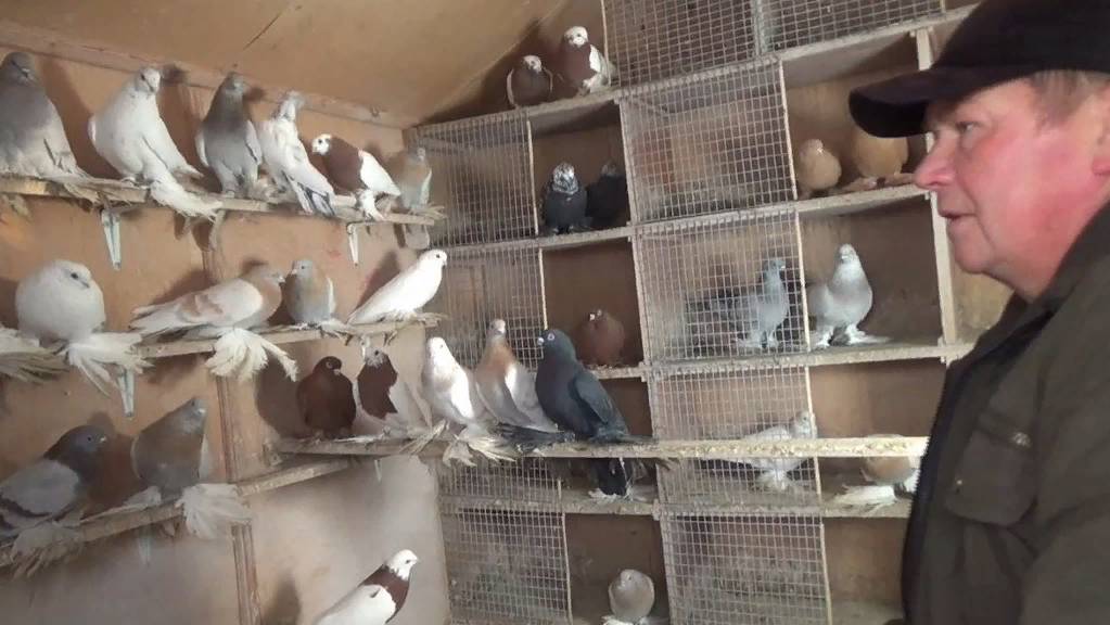 Коллекция средне-азиатских голубей Юрия Никонова, часть 1 смотреть онлайн