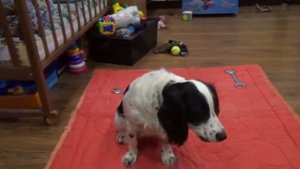 Поющий спаниель