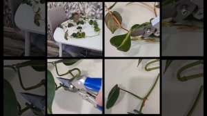 Филодендрон Сканденс Бразил. Размножение черенками.