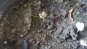 tabebuia seed germination