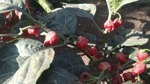 Сбор урожая перца Каролины рипер и Хабанеро