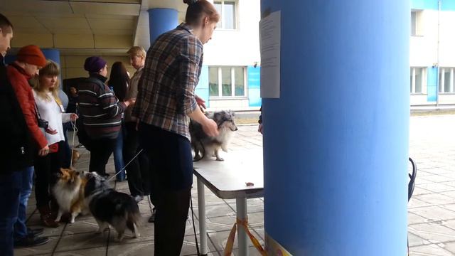 Выставка собак 9.04.16 Ринг Шелти. смотреть онлайн