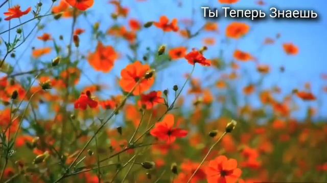 11 Июня День Всех Святых и  Феодосья Колосятница. Народные приметы, обычаи, запреты и суеверия.