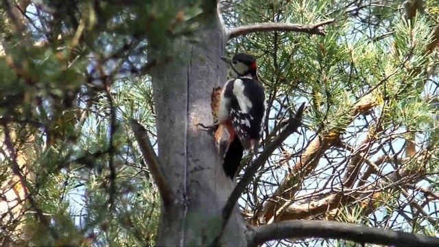 Дятел домик Белке конопатил смотреть онлайн