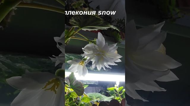 Бегония беллекония Snow цветение