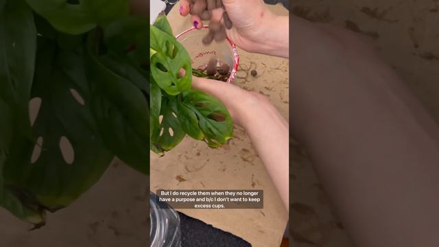 Turning my monstera adansonii into a semi-hydro plant смотреть онлайн