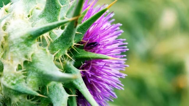 NIKON D-80 смотреть онлайн