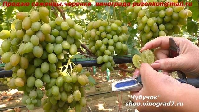 Виноград ИЛЛАРИЯ  с приятным фруктовым вкусом и гроздями за 1 кг. И это молодой куст! (Пузенко Н.Л.