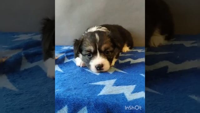 Вельш Корги Пемброк (флаффи) смотреть онлайн