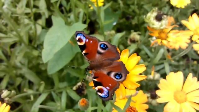 Бабочка павлиний глаз Butterfly peacock eyes Что едят бабочки Полет бабочек