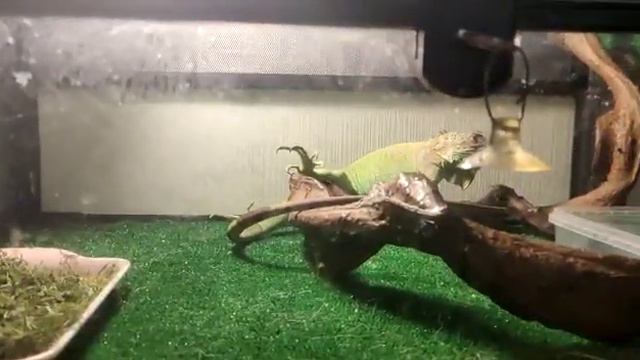 Домашний дракон (игуана зелёная) смотреть онлайн