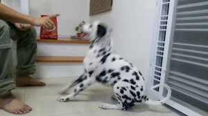 Rambo the smart dalmatian