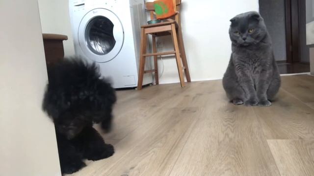 Той-пудель. Дрессировка смотреть онлайн