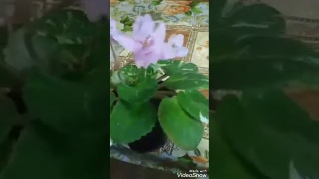 Фиалка " Lillian Jarrett" смотреть онлайн