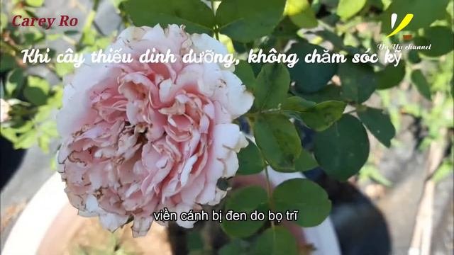 Carey Rose| Roses Search|Yu Yu Channel