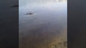 Ловля сома на лягушку    ожете позавидовать ВитькуОбь. Сом 21,5кг