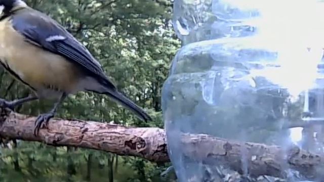 Птички в кормушке смотреть онлайн