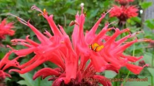 Монарда гибридная Гадэнвью Скарлет ? обзор: как сажать, рассада монарды Гадэнвью Скарлет