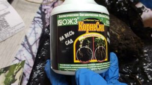 ДЕШЕВЫЕ ГОРТЕНЗИИ ИЗ СВЕТОФОРА.ЧТО ВНУТРИ?!