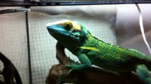 Анолис-рыцарь.Кормление хищника.