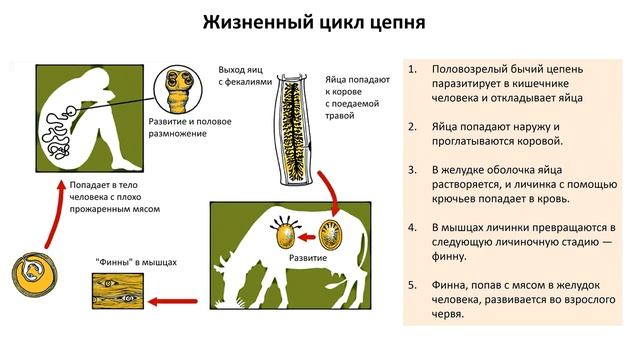 Жизненные циклы паразитов. Жизненный цикл развития бычьего цепня схема. Жизненные циклы паразитов егэ биология. Жизненные циклы червей егэ. Егэ цикл развития паразитических червей циклы.