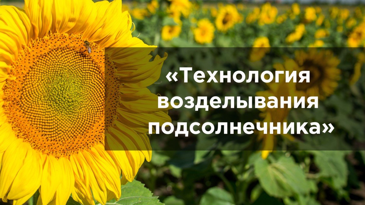 Технология возделывания подсолнечника.mp4