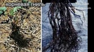 ОБРАБОТКА КЛУБНИКИ в АВГУСТЕ-СЕНТЯБРЕ от ХЛОРОЗА,СЕРОЙ и КОРНЕВОЙ ГНИЛИ,МУЧНИСТОЙ РОСЫ,ПЯТНИСТОСТИ.