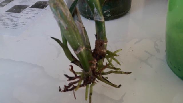 Мой уход за Катлей) смотреть онлайн