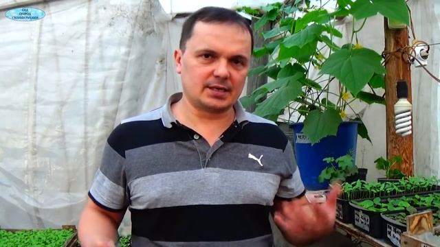 Вот почему у нас рассада всегда зелёная! Что делать, если пожелтела рассада.