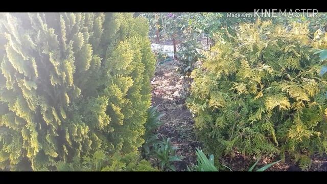 Обязательно делаю это перед обработкой сада смотреть онлайн