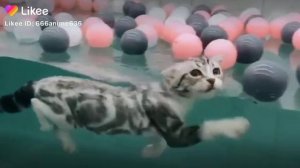 Кошка плавает в воде вот это да