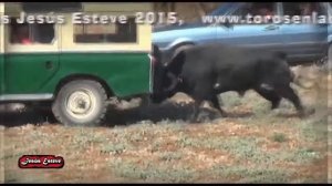 Видео самого безумного шоу энсьерро бег разъяренных быков в Испании