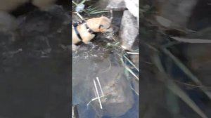Собака водолаз