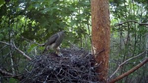 Самка ястреба-перепелятника ощипывает добычу ( Accipiter nisus )