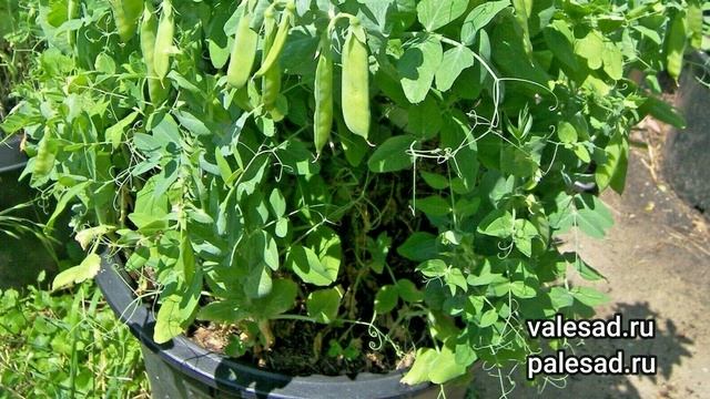 ОГОРОД В КОНТЕЙНЕРАХ: какие овощи и зелень посадить в горшках, ящиках и ведрах