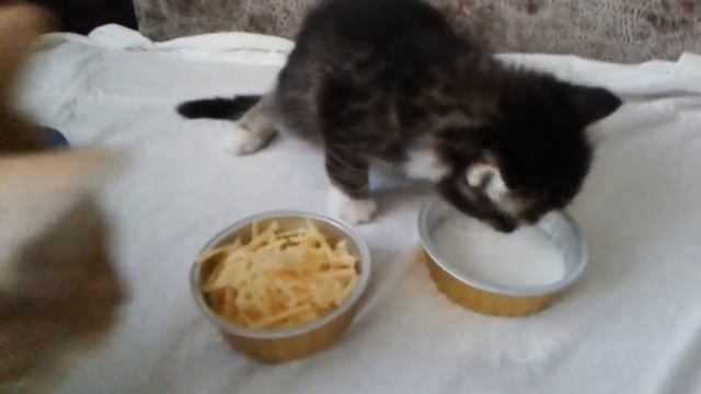 Первый раз сам пьёт молочко😊(месяц и один день малышу) смотреть онлайн