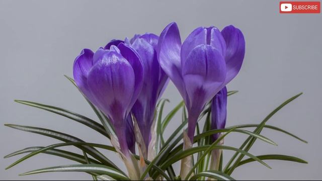 Заклинание против тяжелой болезни. смотреть онлайн