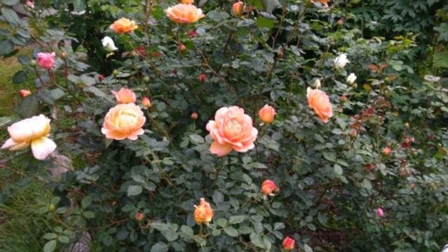 Розы лето 2018 смотреть онлайн