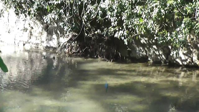 Ялта зимородок обыкновенный смотреть онлайн