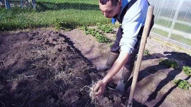 САЖАЕМ КАРТОШКУ ДЛЯ СЕБЯ/ПОД ЛОПАТУ/ИЗ СВОЕГО ПОСАДОЧНОГО МАТЕРИАЛА/Из Столицы в Деревню