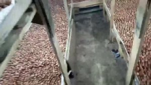 Процесс посадки лука ,лук на перо .Бизнес-идея