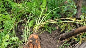 Морковь Каратель (28.09.22)