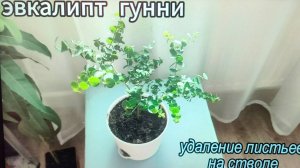 Стрижка листа с эвкалипта Гунни