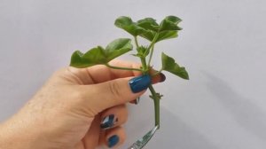 Черенкую плющелистную пеларгонию осенью