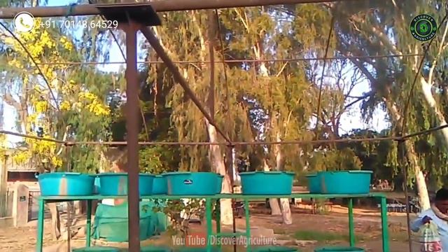 Vertical Azolla Farming | Growing Azolla in Bucket | How to grow Azolla at Home | Azolla Cultivatio смотреть онлайн