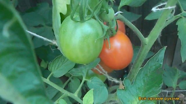 Томат "Де-Барао Царский" смотреть онлайн