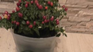 САМЫЙ ЛУЧШИЙ СОРТ ПЕРЦА  ДОМАШНЕГО